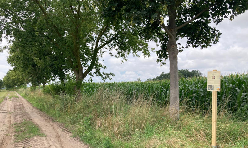 Mars, Standort: Barsikower Weg